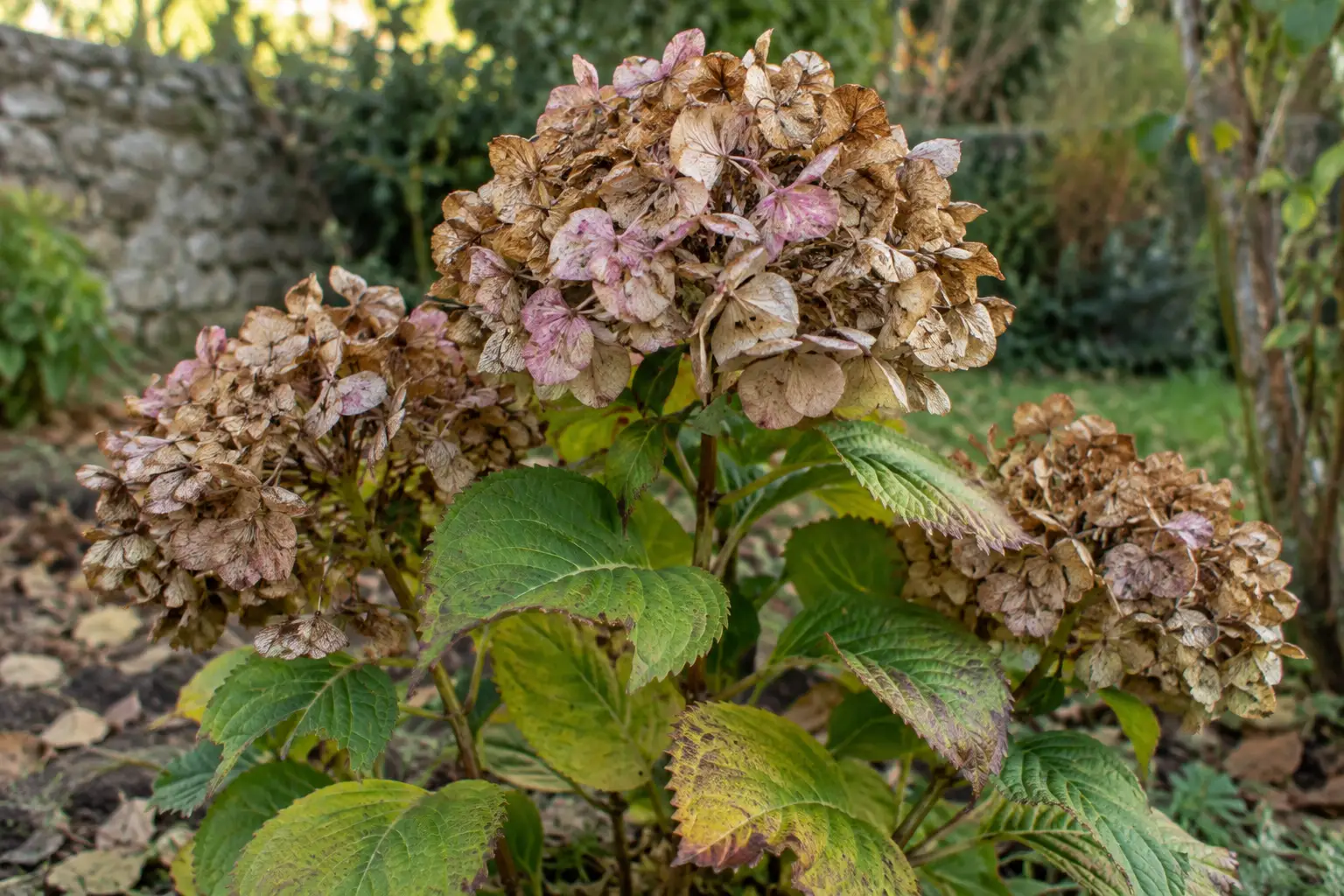 Verwelkte hydrangea bloemschermen op struik met groen-geel blad in tuin