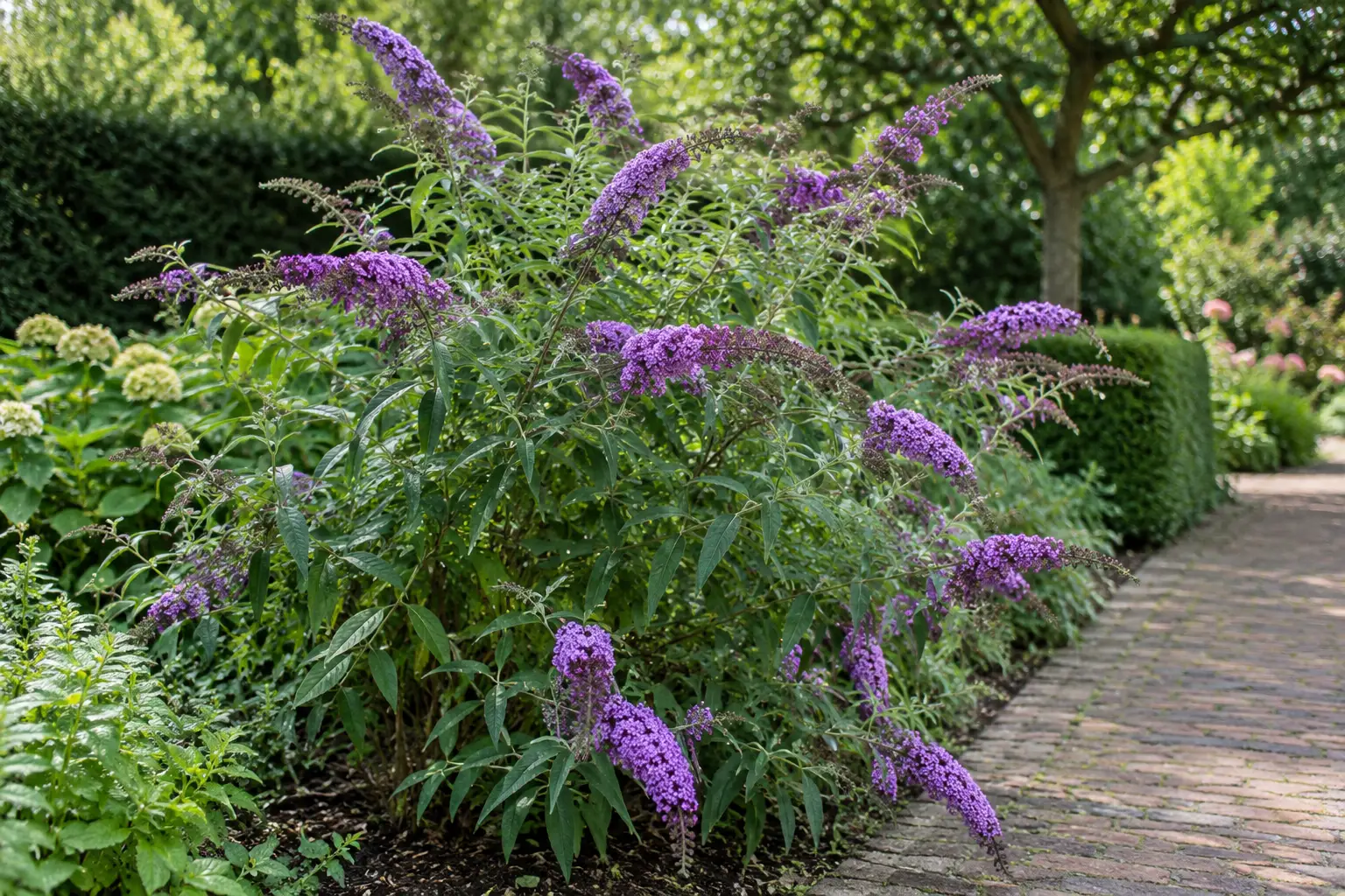 Grote struik met paarse vlinderstruikbloemen langs klinkerpad in zonnige tuin