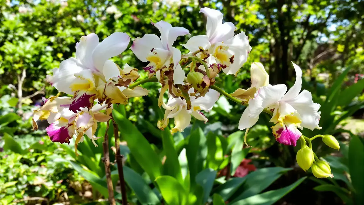 Orchideeën verliezen hun bloemen: een essentieel aspect dat experts nooit lichtvaardig opvatten.