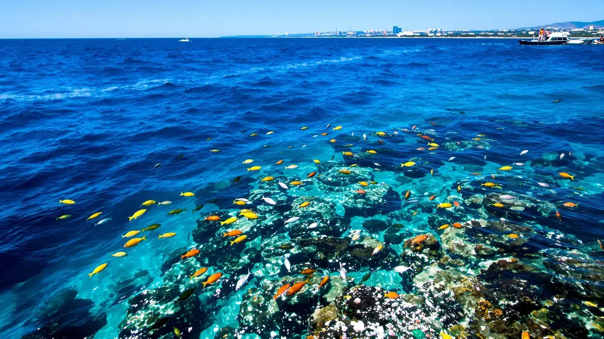 De afname van virussen in de Middellandse Zee: een onverwacht verschijnsel met ingrijpende gevolgen