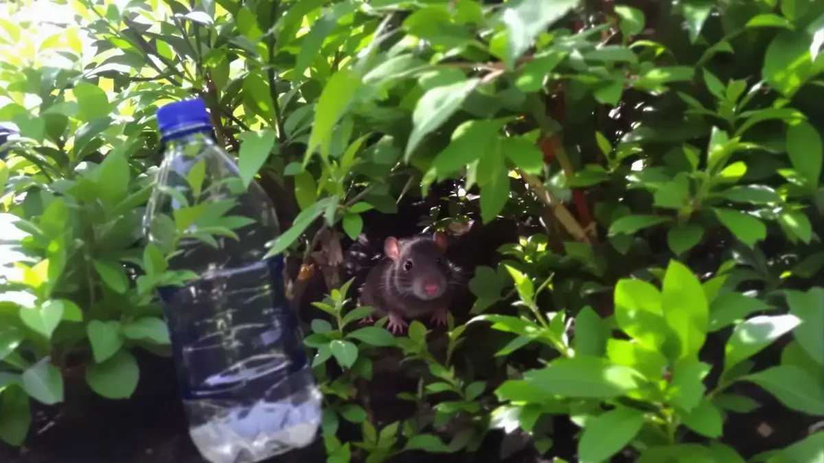 Ratten in de tuin: je kunt ze met een simpele plastic fles verjagen